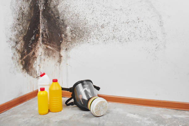 Best Local Mold Removal Service  in Coyne Center, IL