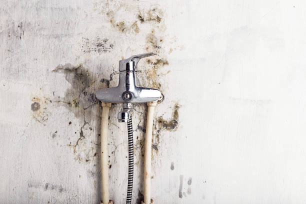 Best Certified Mold Removal  in Coyne Center, IL