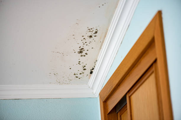 Best Mold Testing  in Coyne Center, IL