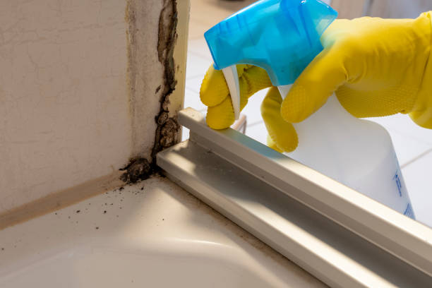Mold Testing and Removal in Coyne Center, IL