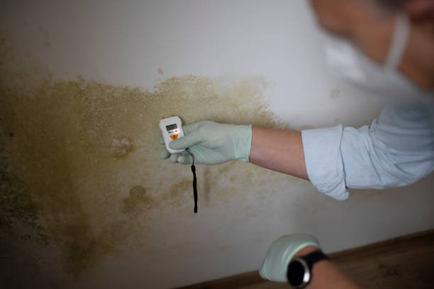 Best Mold Testing and Removal  in Coyne Center, IL