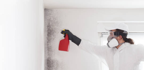 Best Professional Mold Removal  in Coyne Center, IL