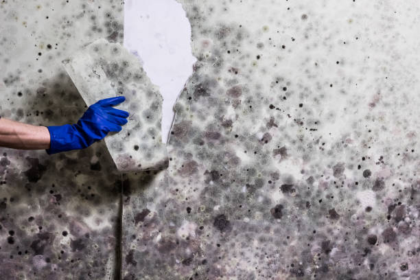Best Attic Mold Removal  in Coyne Center, IL