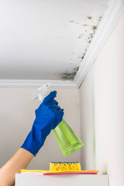 Best Residential Mold Removal  in Coyne Center, IL